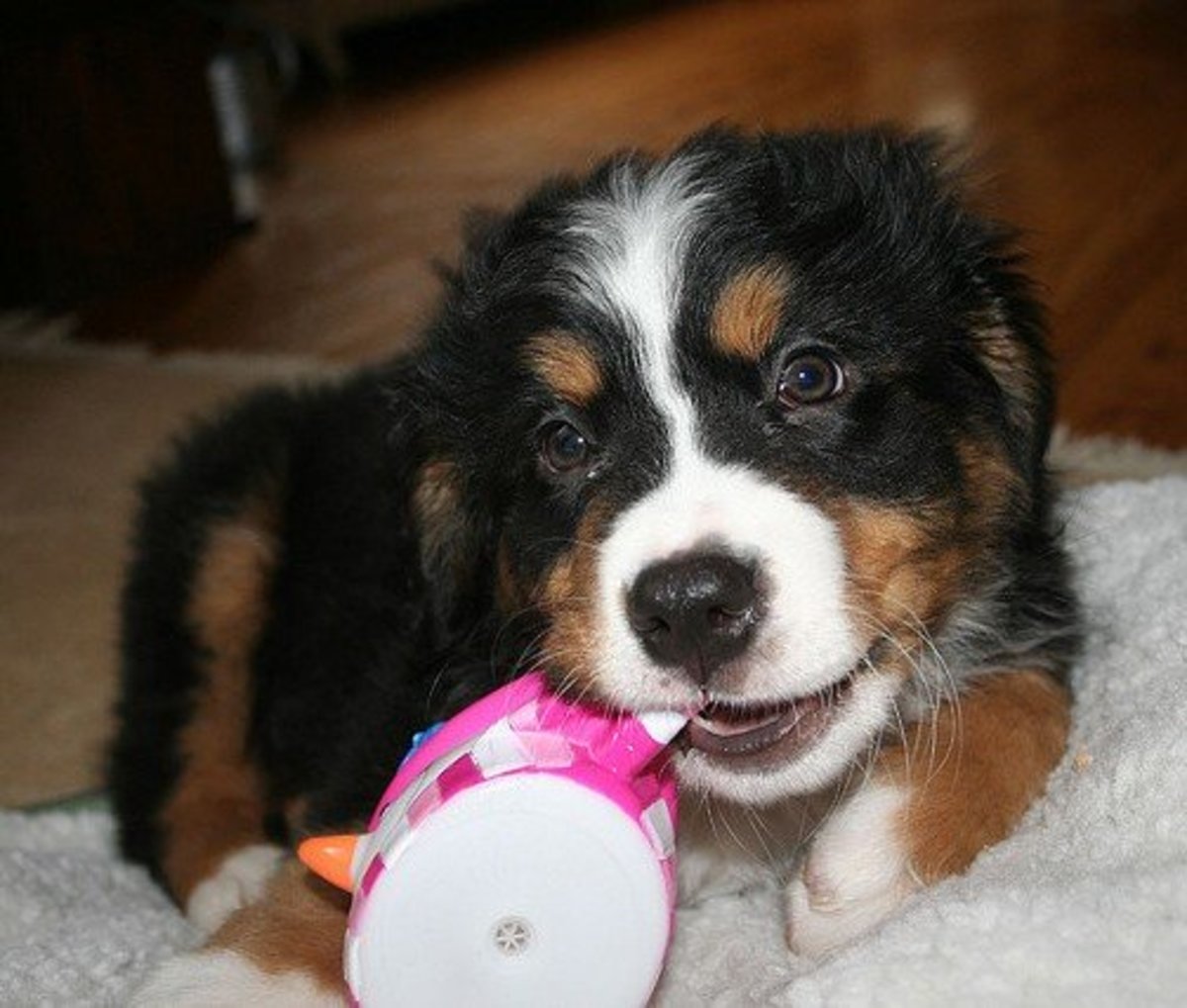 Best Swiss Names for a Bernese Mountain Dog PetHelpful