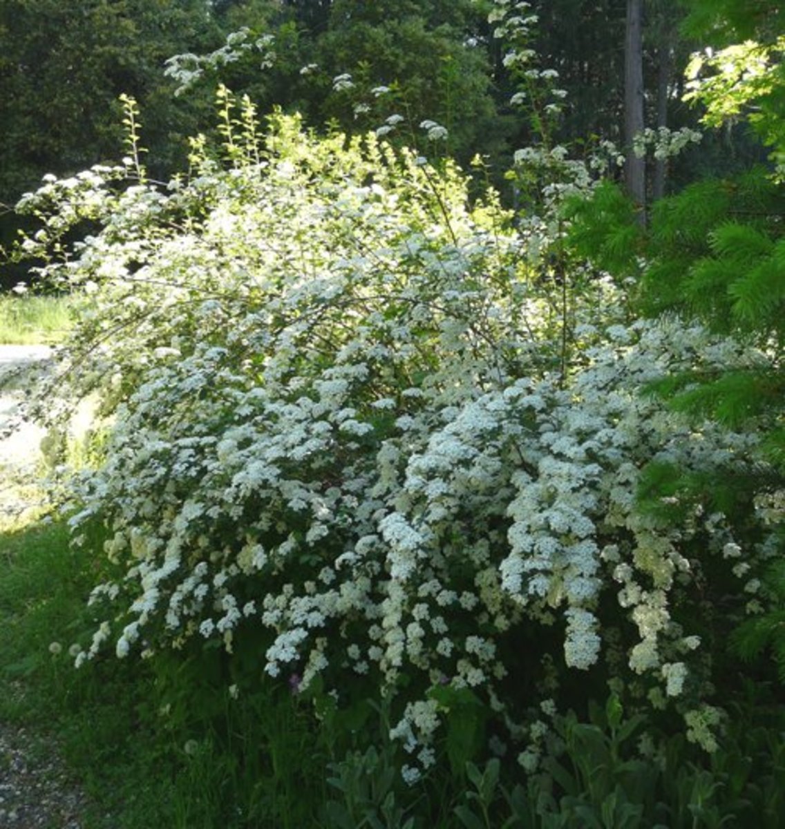 LowMaintenance Plants for Sunny Areas Dengarden