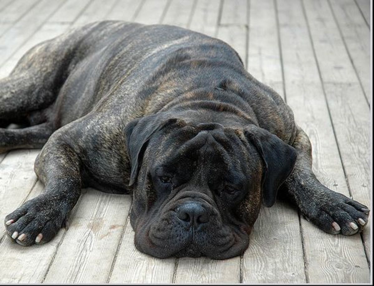 An Introduction to the Bullmastiff PetHelpful