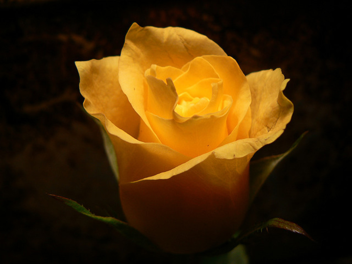 What do Flower Colors Mean in Relationships? PairedLife