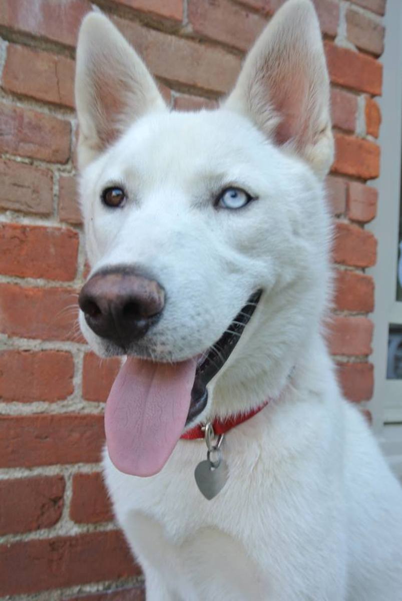 Can You Help Find Rocket? Missing White Husky in Central