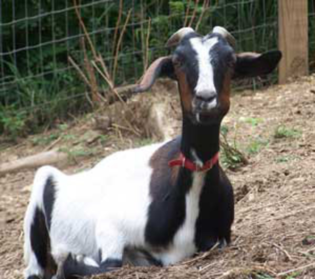 How to raise a baby goat! HubPages