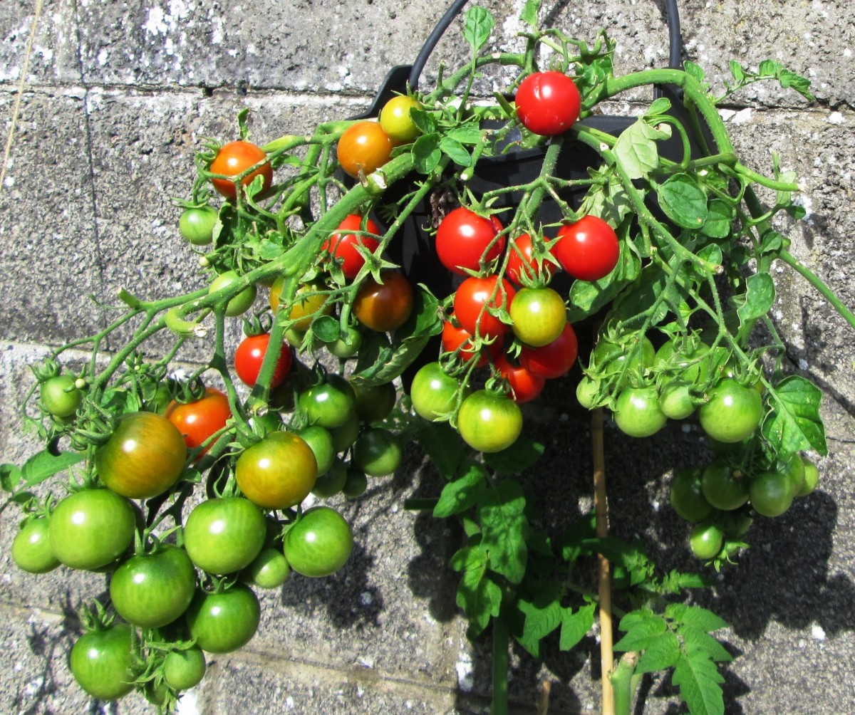 How to Plant, Grow and Harvest Tomato Plants in Pots Dengarden