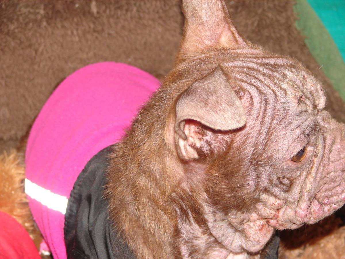 How to Treat and Cure Dog Mange PetHelpful