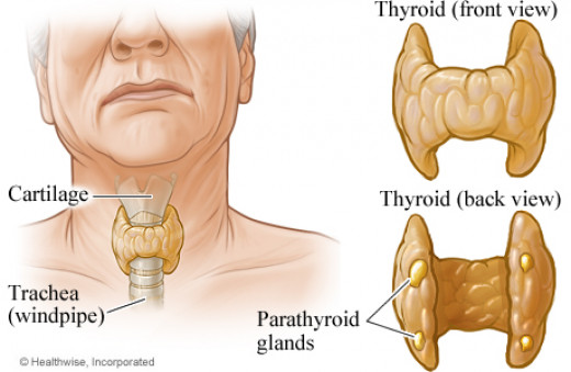 Surgical embryology and anatomy of the thyroid and parathyroid.