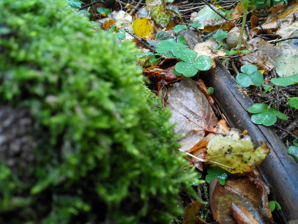 How to Grow Shamrocks for St. Patrick's Day Dengarden