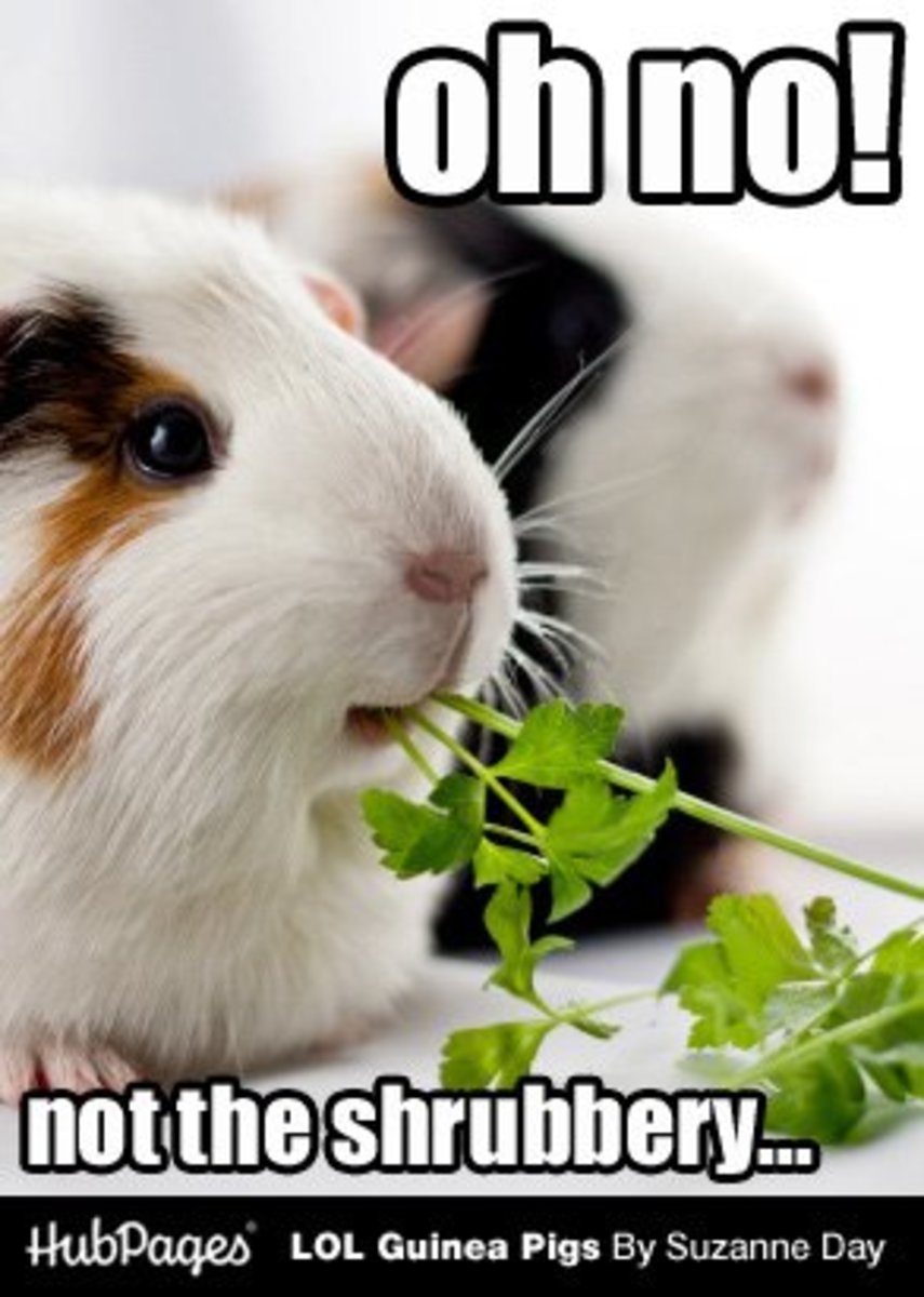 Funny Guinea Pig Photos & Cavy Memes LOL Guinea Pigs (lolguineapigs)
