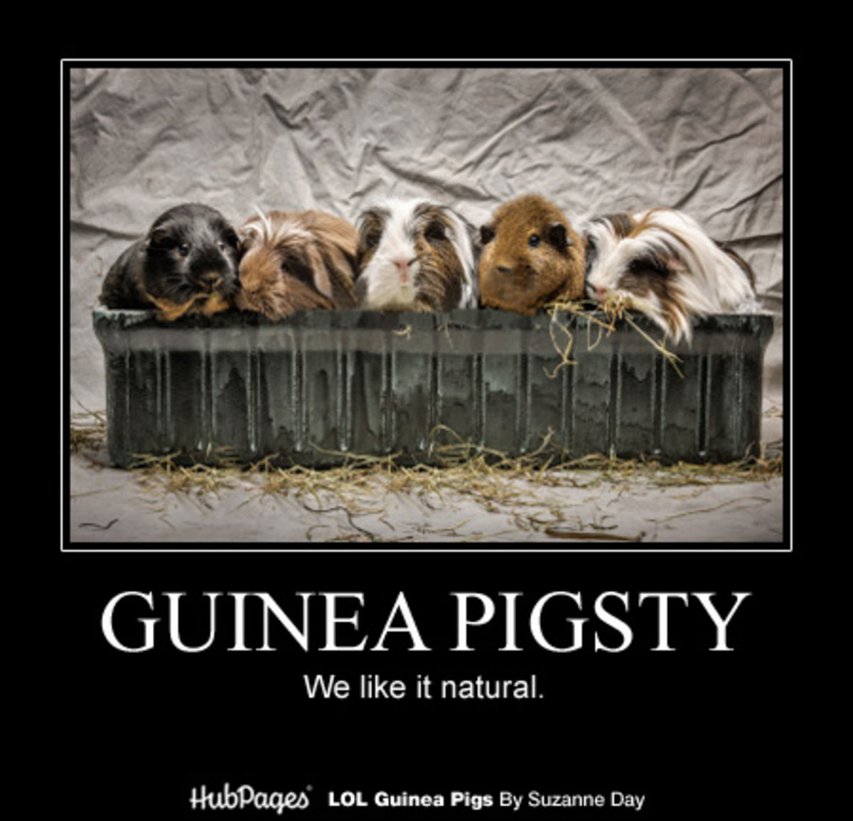 Funny Guinea Pig Photos & Cavy Memes LOL Guinea Pigs (lolguineapigs