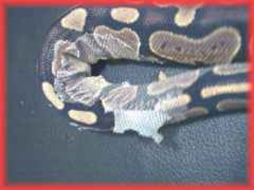 Ball Python Problems Eating, Sheds, & Humidity HubPages