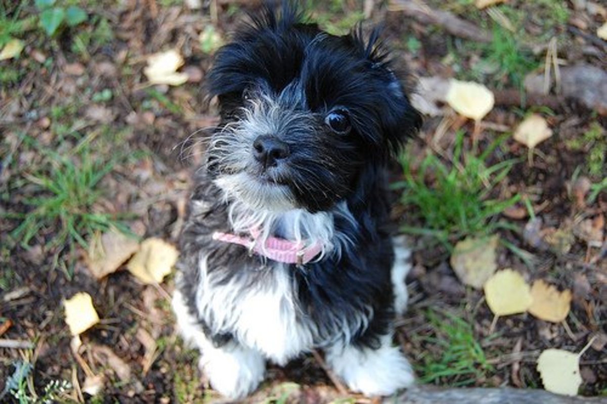Havanese Dogs Make Great Family Pets PetHelpful