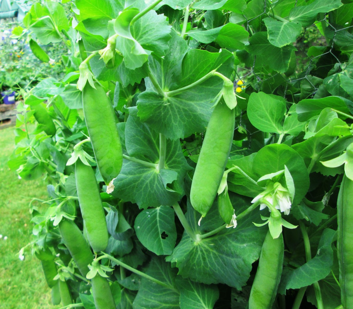 The Best What To Plant After Peas Ideas Eq2daily