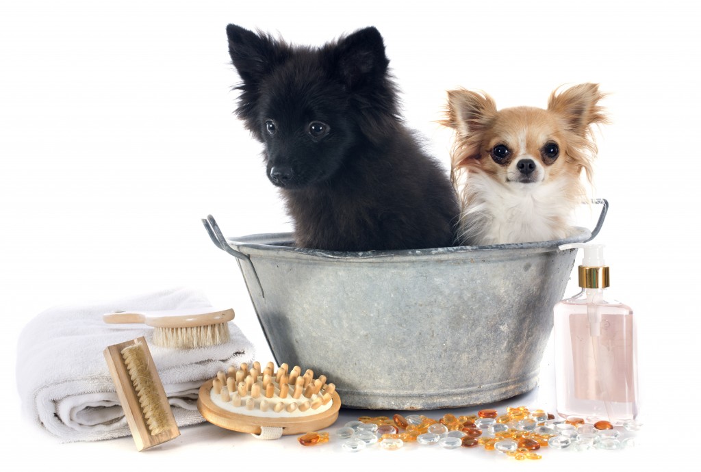 Easy Homemade Pet Shampoo