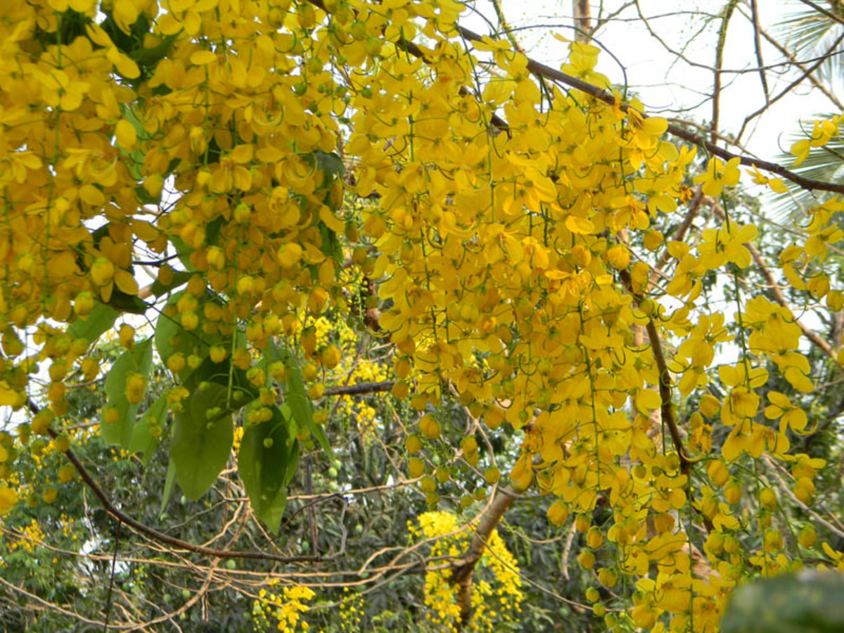 Golden Shower Trees Yellow Flowering Trees For Landscaping HubPages