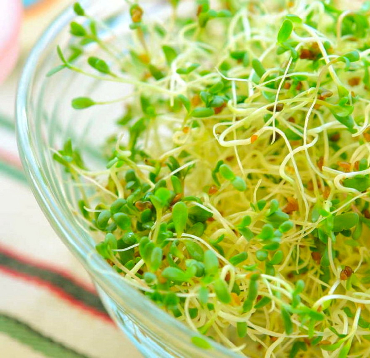 Amazing Health Benefits of Alfalfa The Father of All Foods Grow