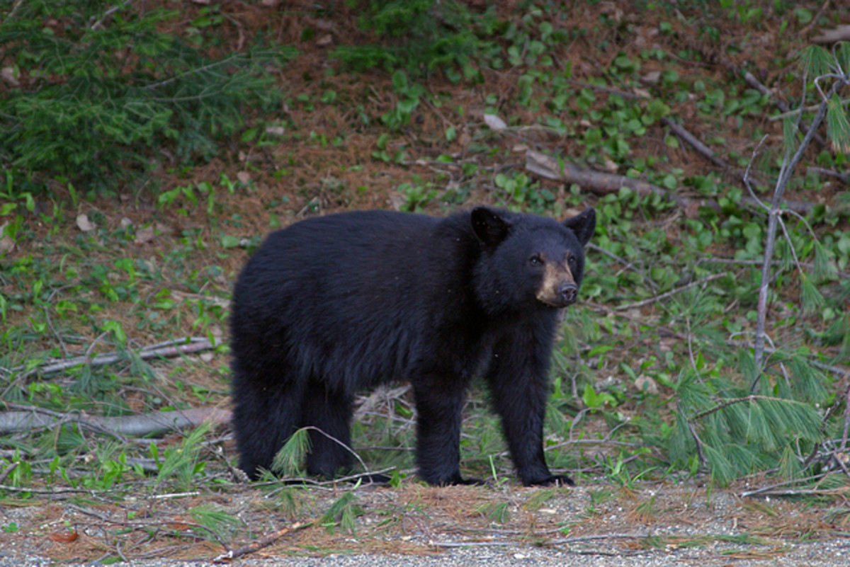 The Eastern Wolves of Algonquin Park Owlcation