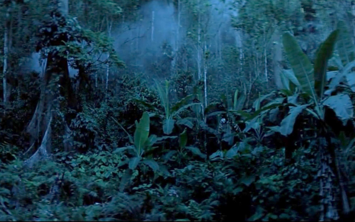 Rainforest Trees for Beginners Owlcation