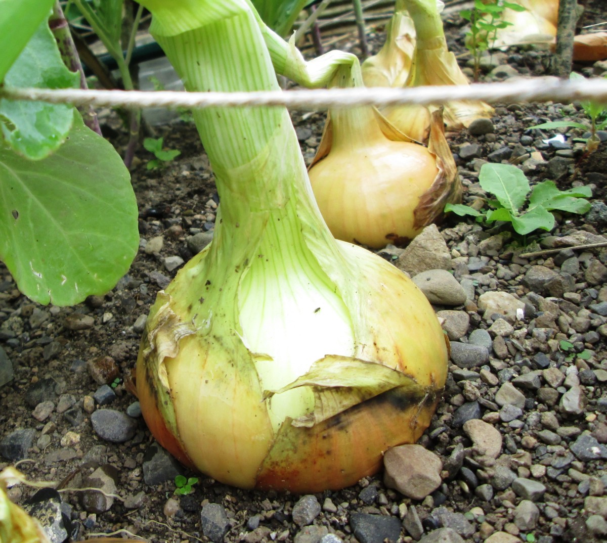 How to Grow Onions in the Garden Dengarden