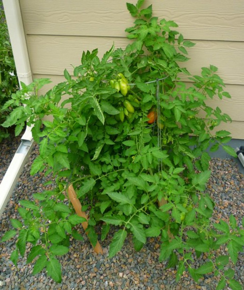 How to Grow and Care for San Marzano Tomato Plants Dengarden
