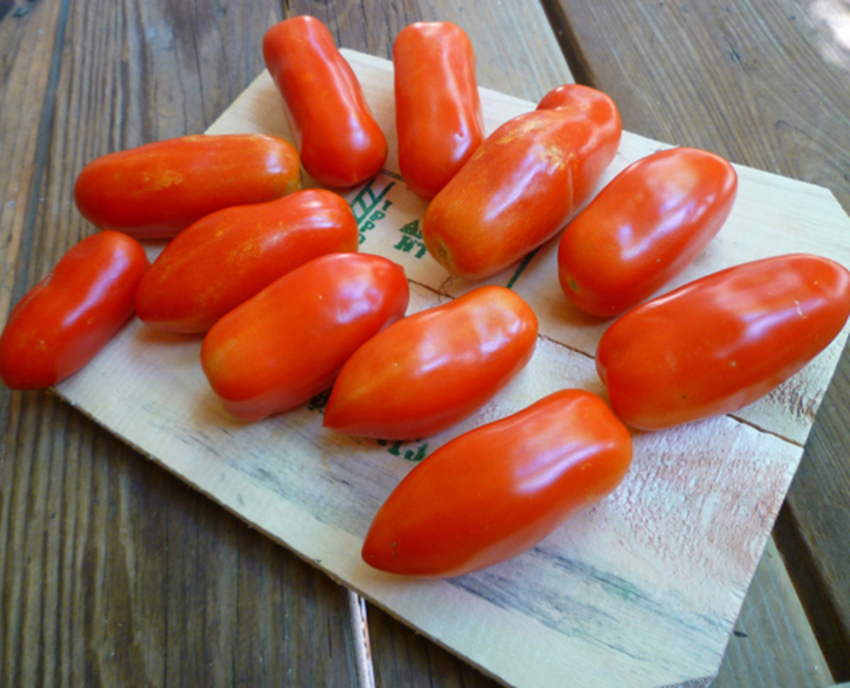 How to Grow and Care for San Marzano Tomato Plants Dengarden