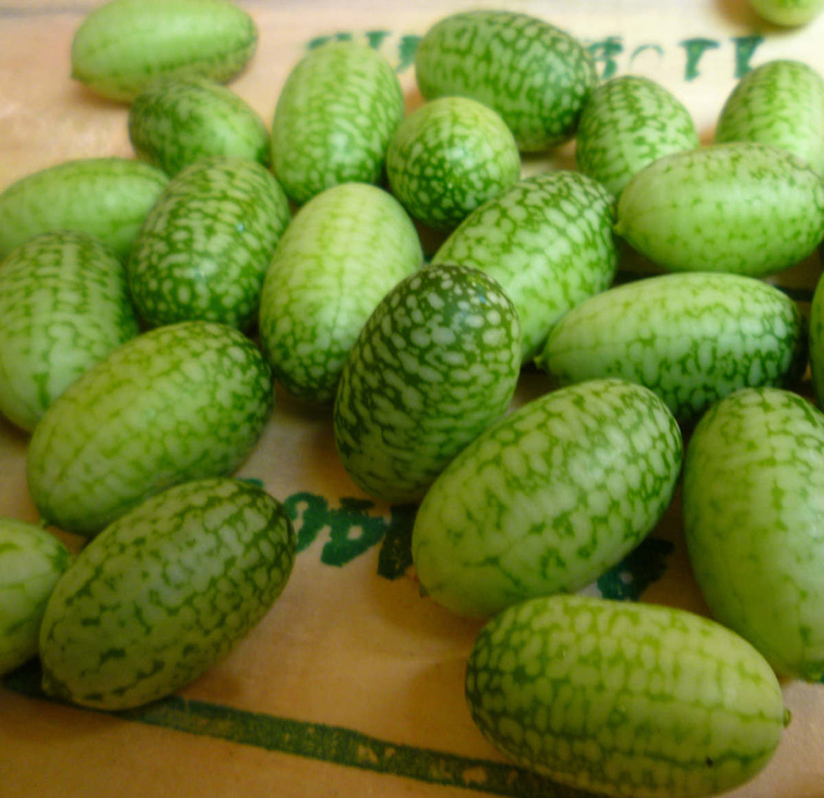 How to Grow Mouse Melons Dengarden