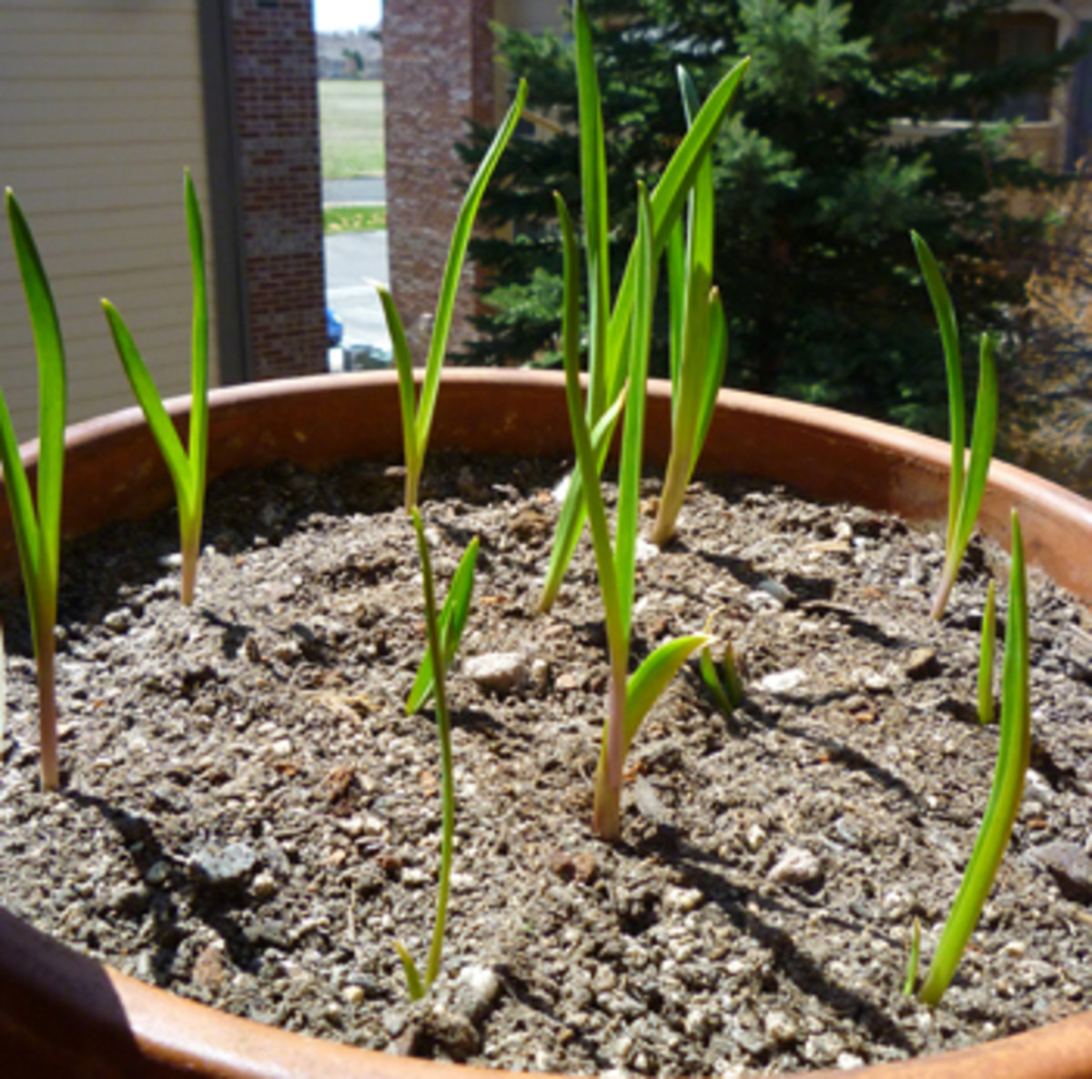 How to Grow Garlic in a Pot Dengarden
