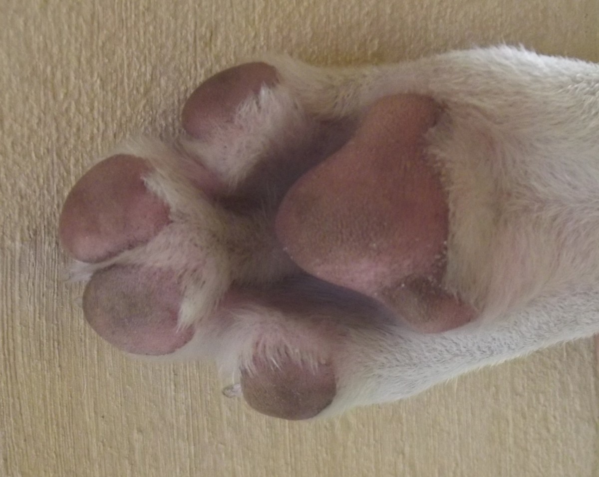 Why Does My Dog Have Swollen Feet and What Are Some Natural Cures? PetHelpful