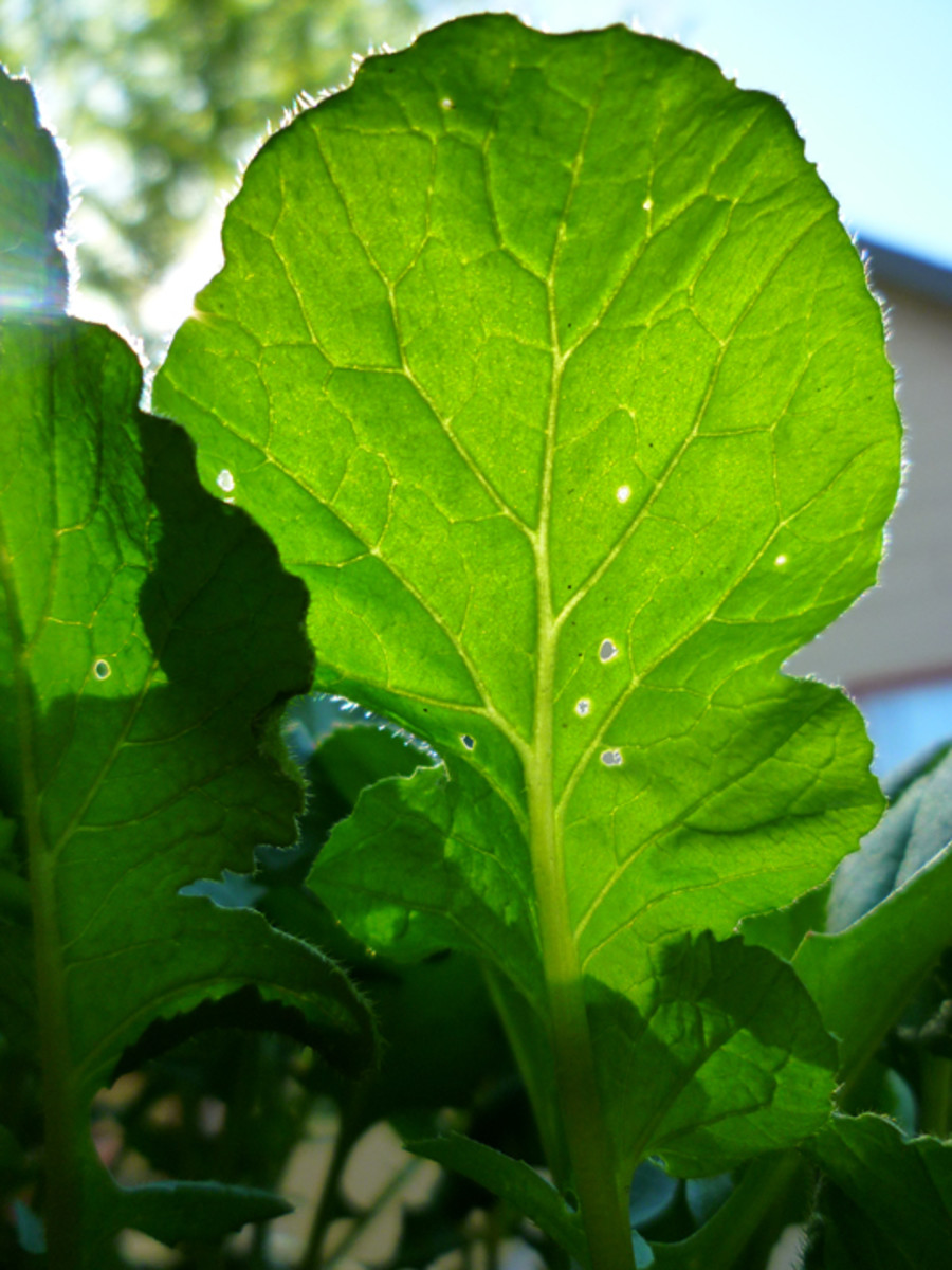 Grow Radishes in Containers Dengarden