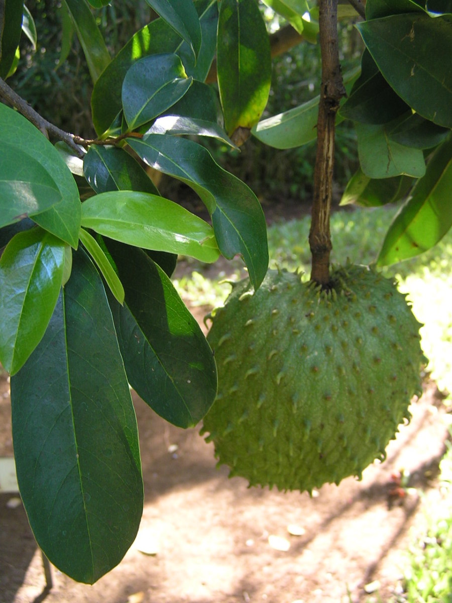 The Nutritional And Health Benefits Of Guanabana, Soursop Or Graviola
