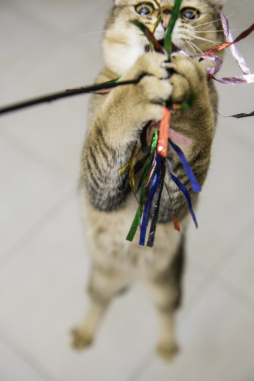 The Best Toys and Accessories for Indoor Cats Combat Boredom and Keep Them Healthy HubPages