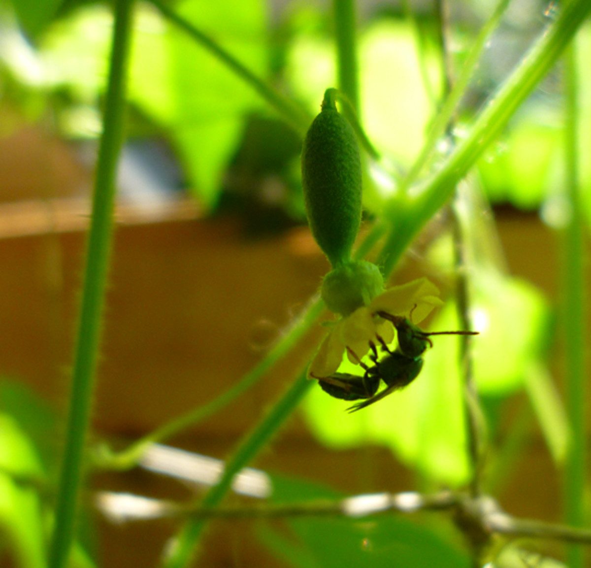 How to Grow Mouse Melons Dengarden