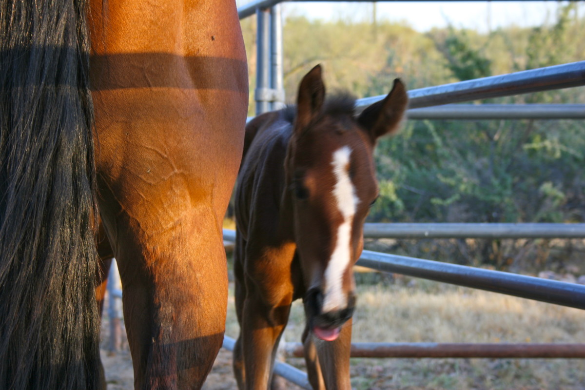 The Essential Foaling Kit for the FirstTime Mare Owner PetHelpful