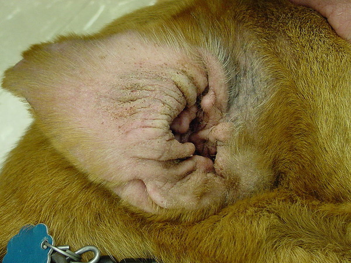 Why Does My Dog Have Ear Scabs and What Can I Do? PetHelpful