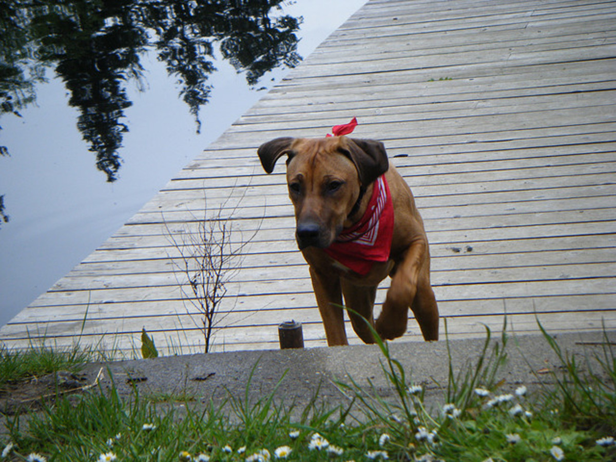 Strong African Dog Names for a Rhodesian Ridgeback (From