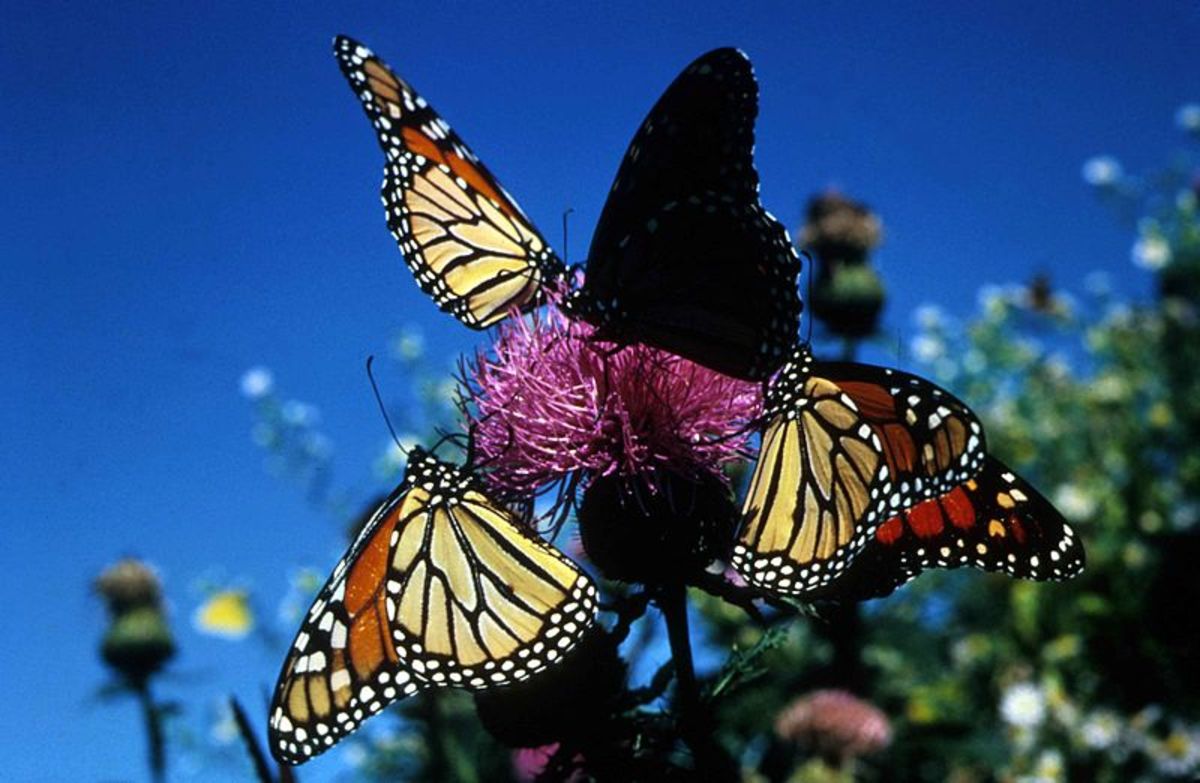 Common Butterflies Found in Coastal Southern California HubPages