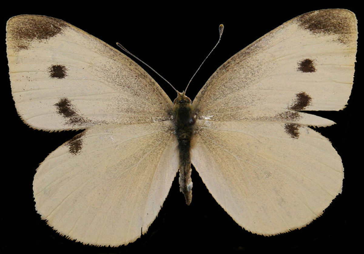 Common Butterflies Found in Coastal Southern California hubpages