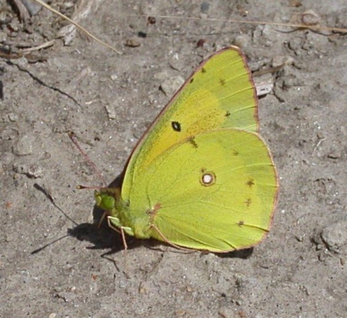 Common Butterflies Found in Coastal Southern California HubPages