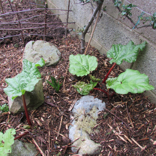 How To Grow Rhubarb in your Garden Rhubarb Recipes