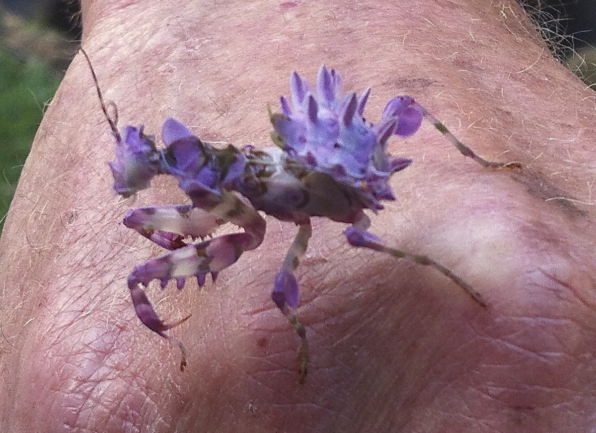 Examples of Mimicry In Animals To Appear As Plants hubpages