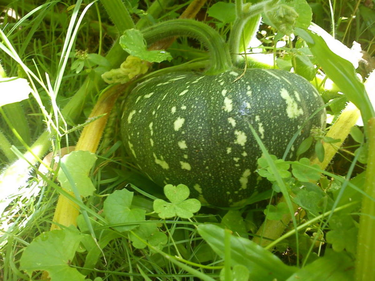 Vegetables Grown in the Philippines Know Your Veggies and Their