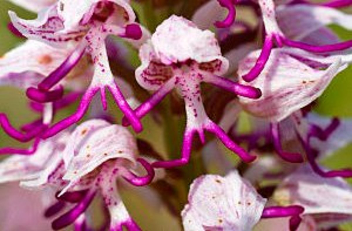 10 Unusual Orchids That Look Like Monkeys and Other Animals Dengarden
