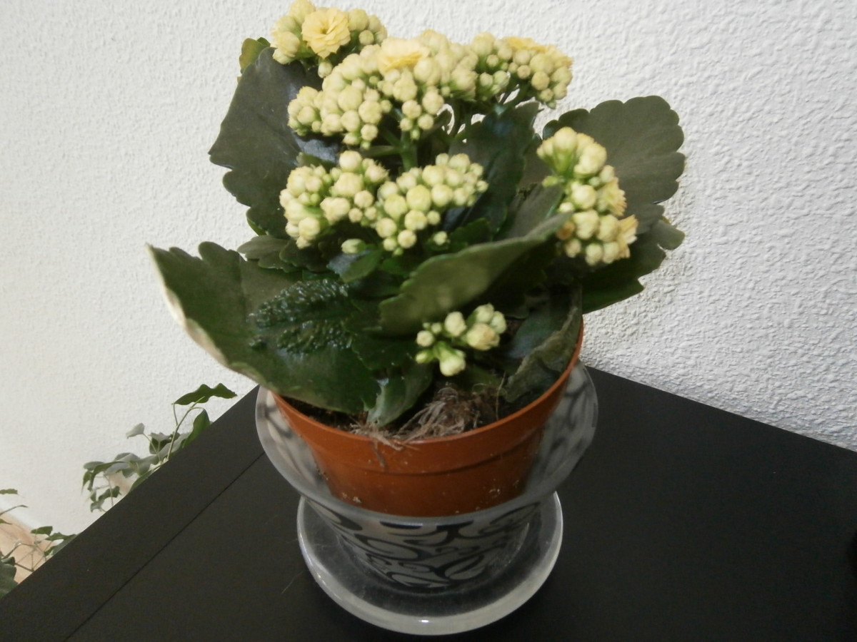 Flowering House PlantsTop 5 Choices for Easy Care and Low Care Flowering House Plants HubPages