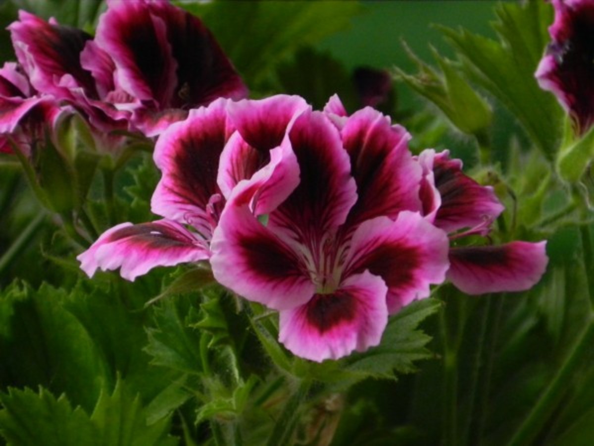Top 10 Easy to Grow Flowering Ornamental Houseplants