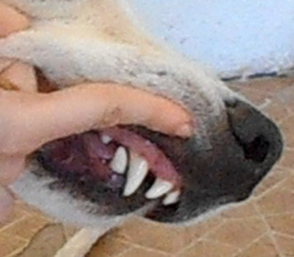 Gum Color and Appearance Assessing Your Dog's Health PetHelpful