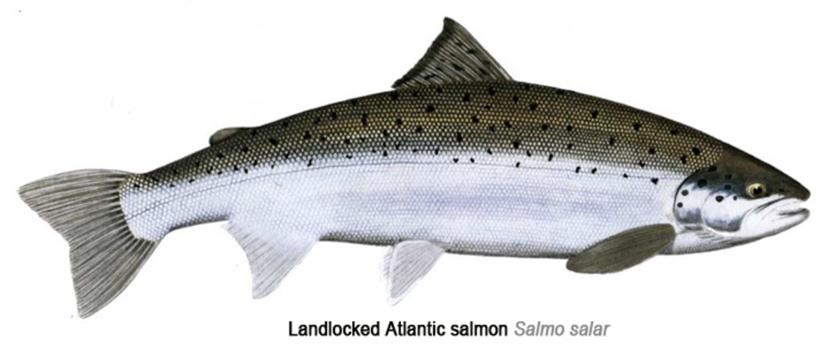 Catching Maine's Landlocked Salmon HubPages