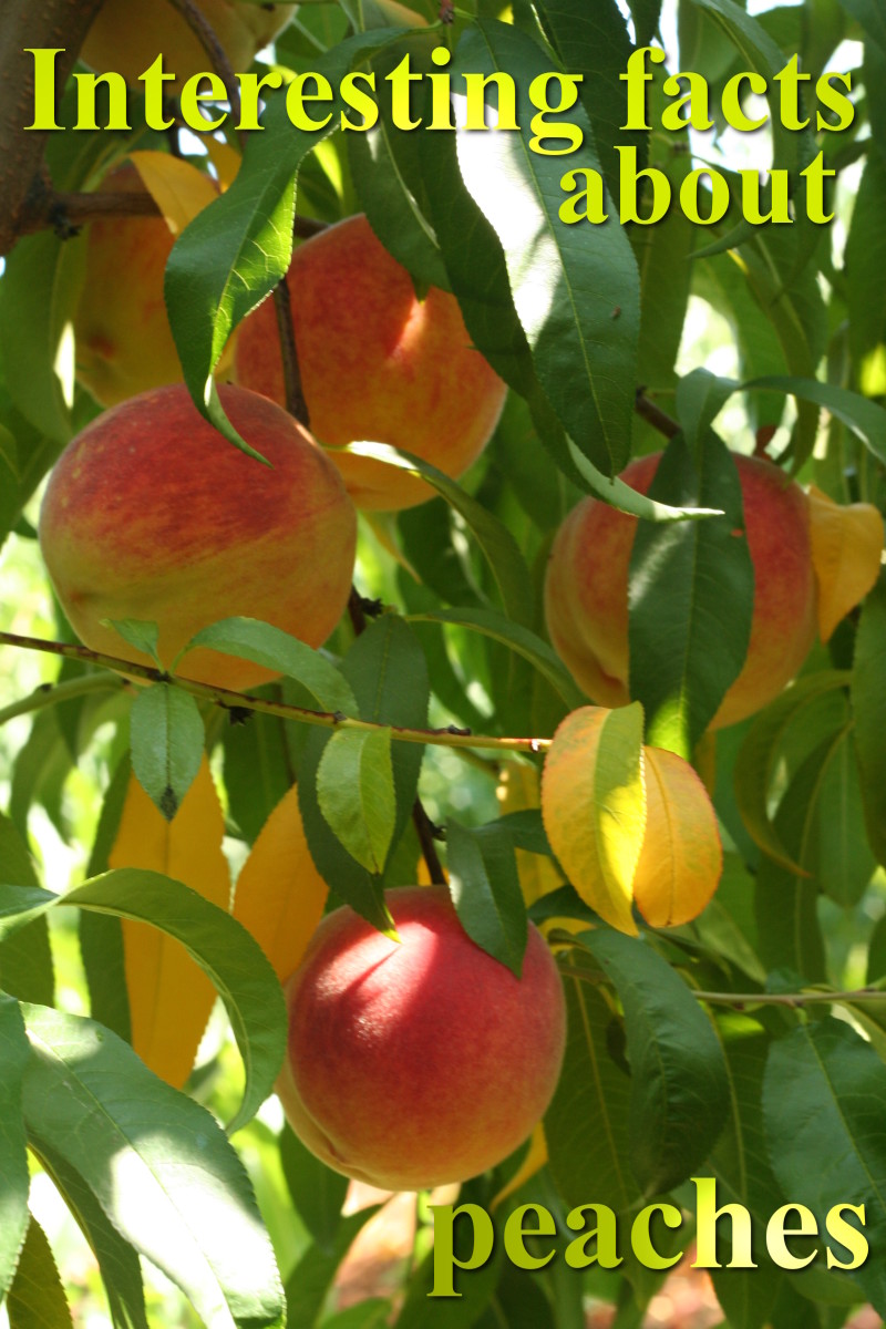 Peaches 20 interesting facts that you possibly did not know about the