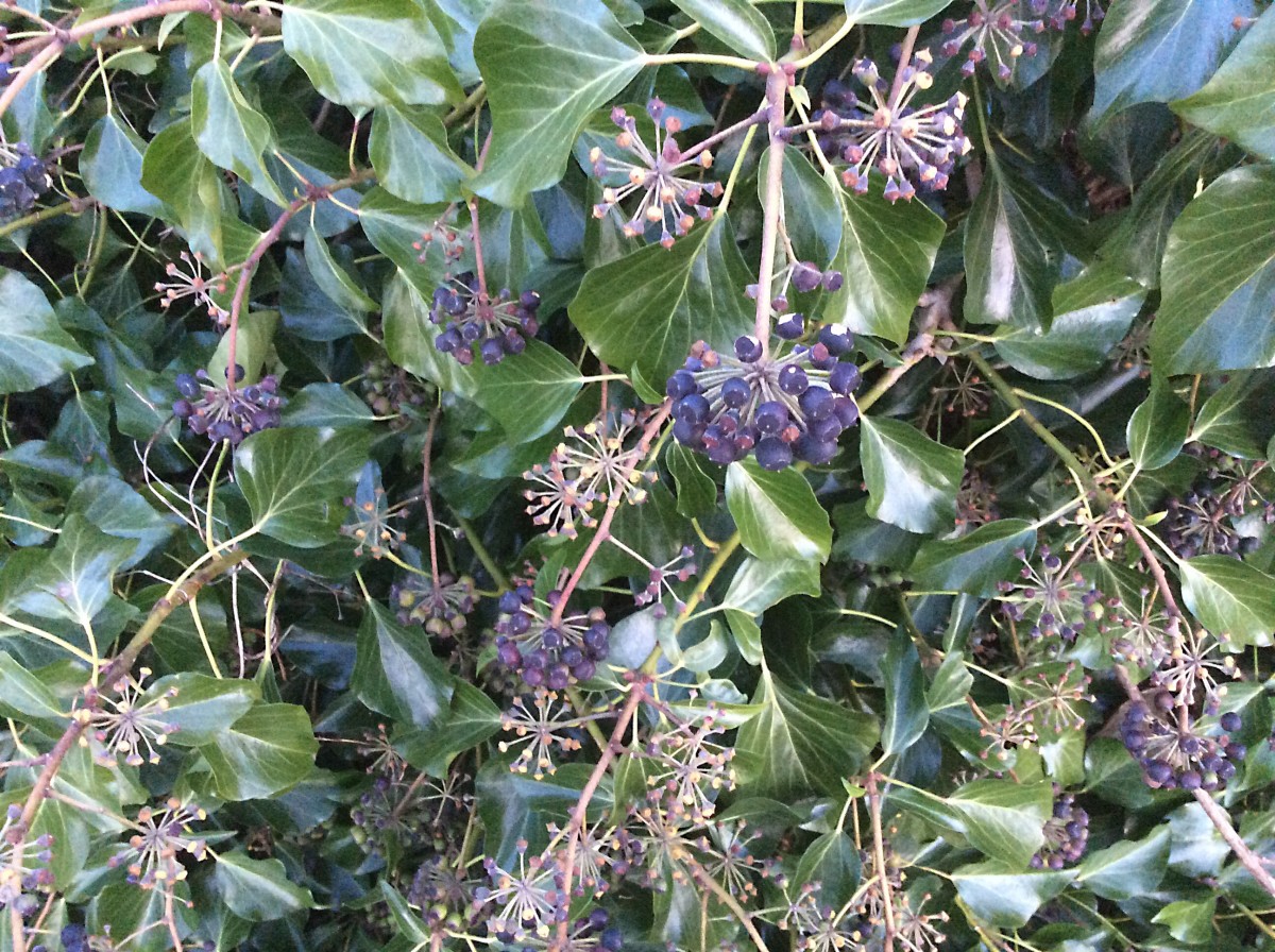 English Ivy Facts, Uses, and Problems Dengarden