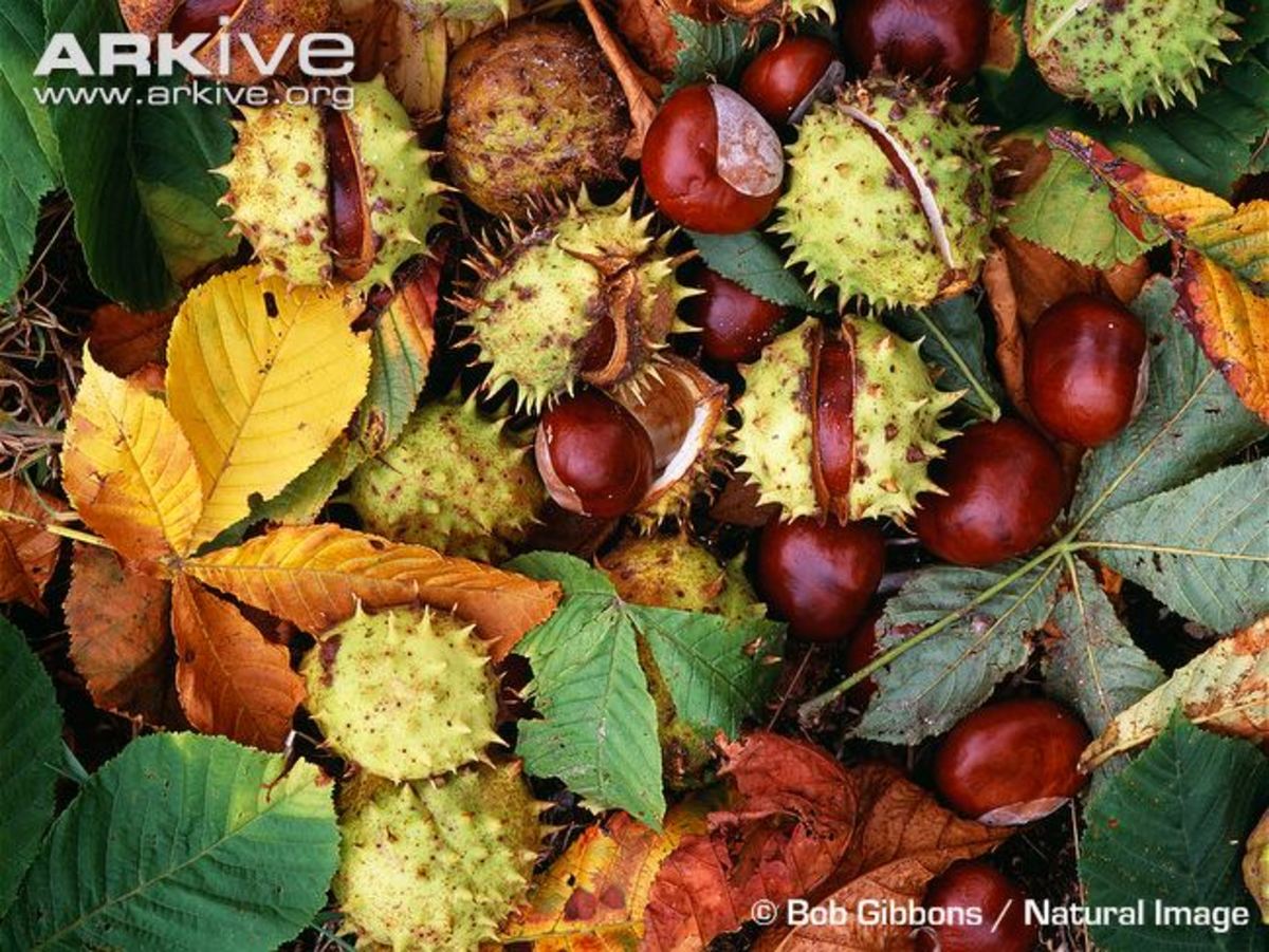 Can Horse Chestnut Herb Help Varicose Veins HubPages