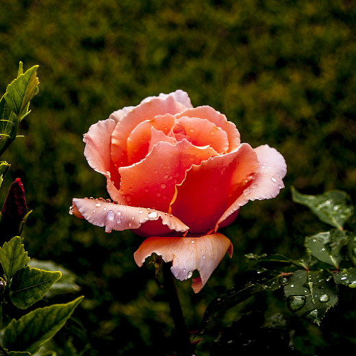 Tips for Ordering Flowers Online