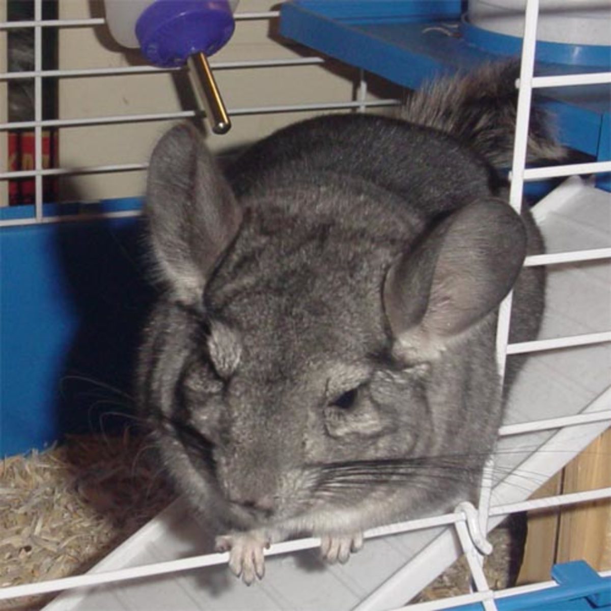 Chinchilla Health & First Aid