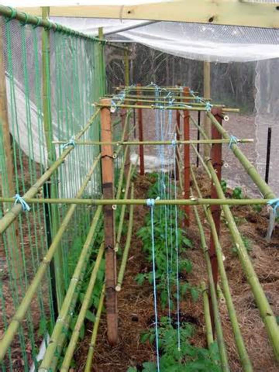 How to Frugally Build a Bamboo Garden Trellis HubPages